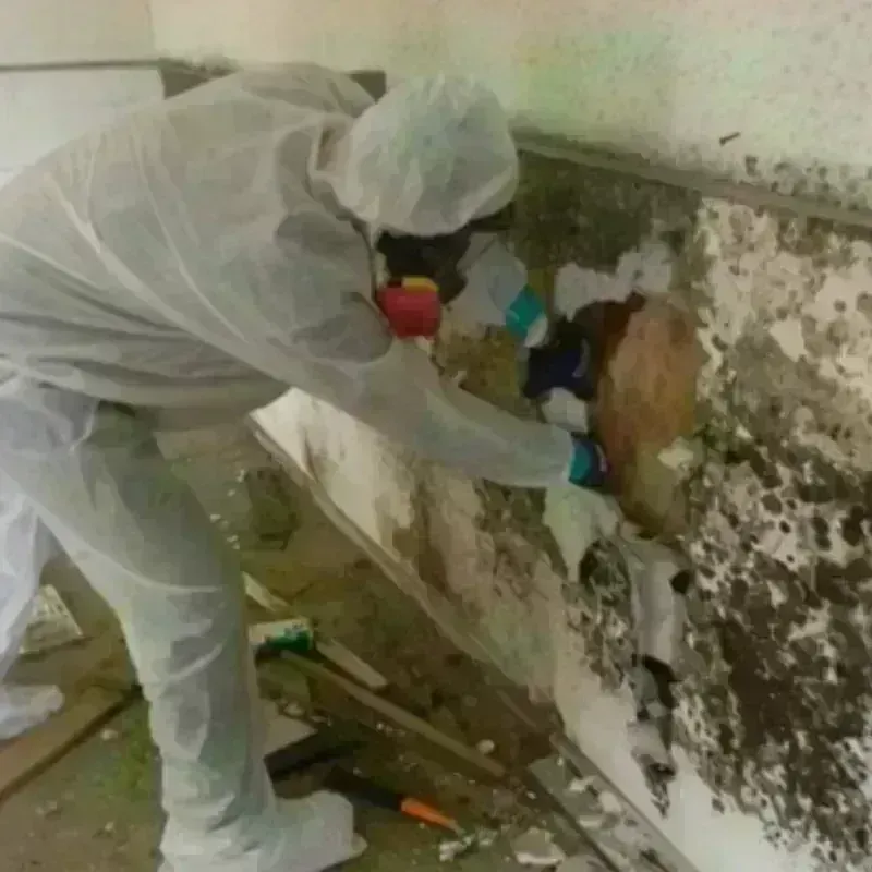 Mold Remediation and Removal in Trucksville, PA